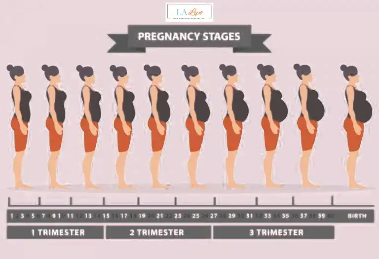 First Trimester (Weeks 1–12): Early Changes You Might Not Notice Dover